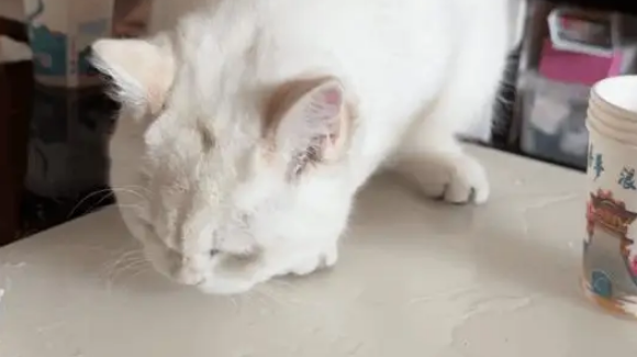 女子出差把猫寄养在舅妈家，小猫犯错后的行为让人惊讶