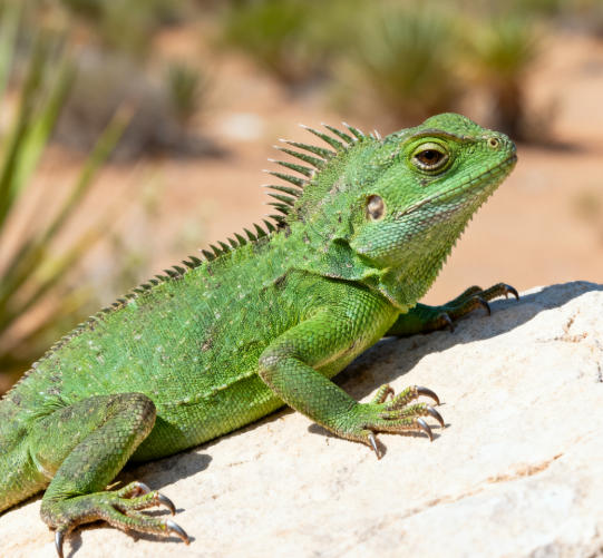 爬宠寄生虫感染:内寄与外寄的症状及治疗