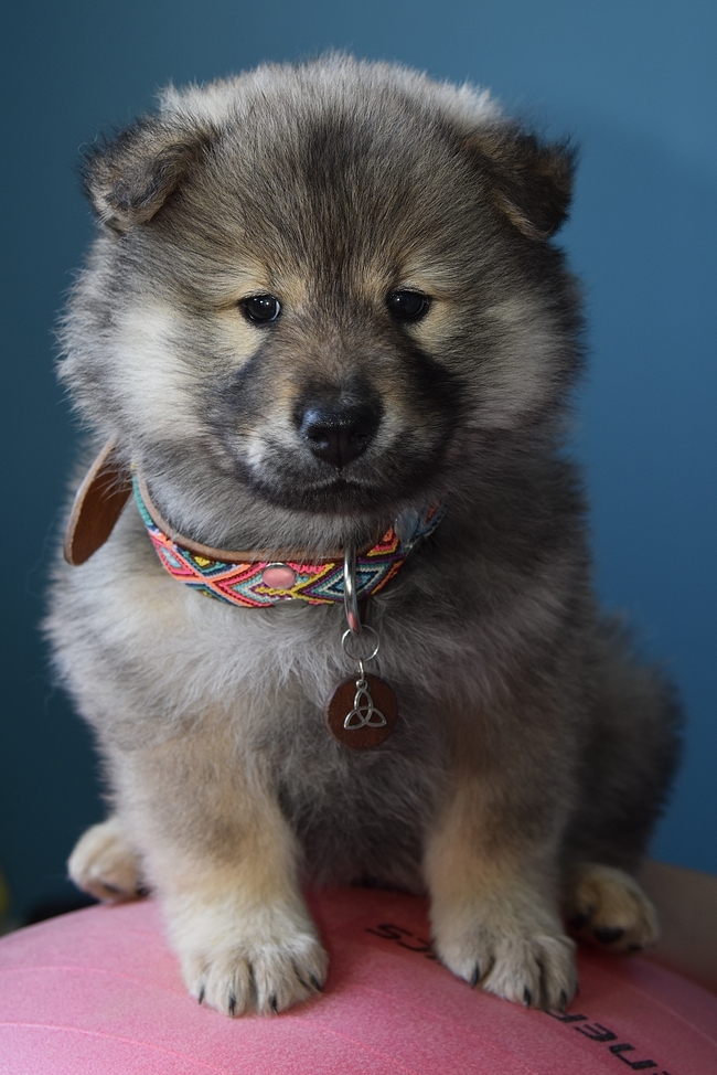 可爱幼犬狗狗图片