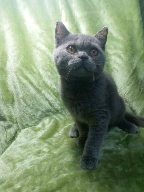 健康活泼的蓝猫妹妹，一不小心就三个月大了。