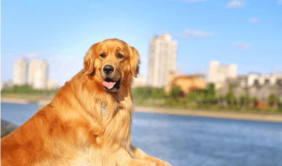 金毛在外面打滚, 回家之后满身沙子, 还主动要求洗澡