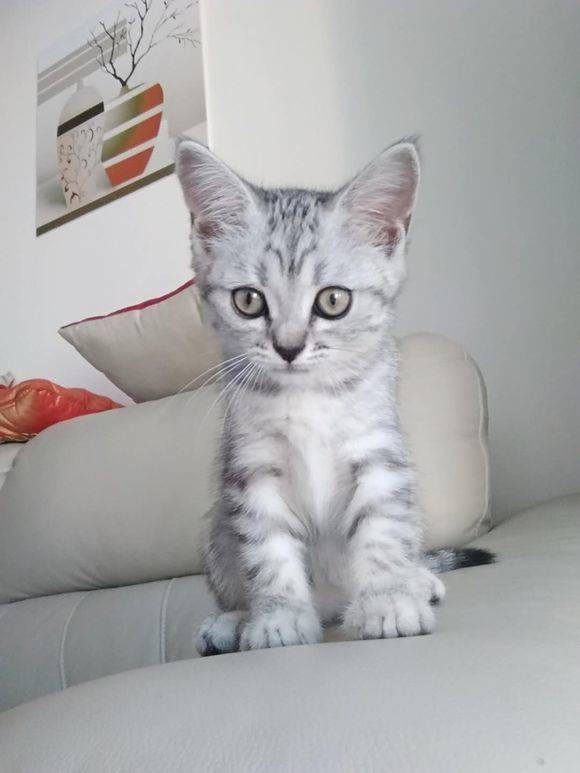 4个月美国短尾猫，有喜欢的吗