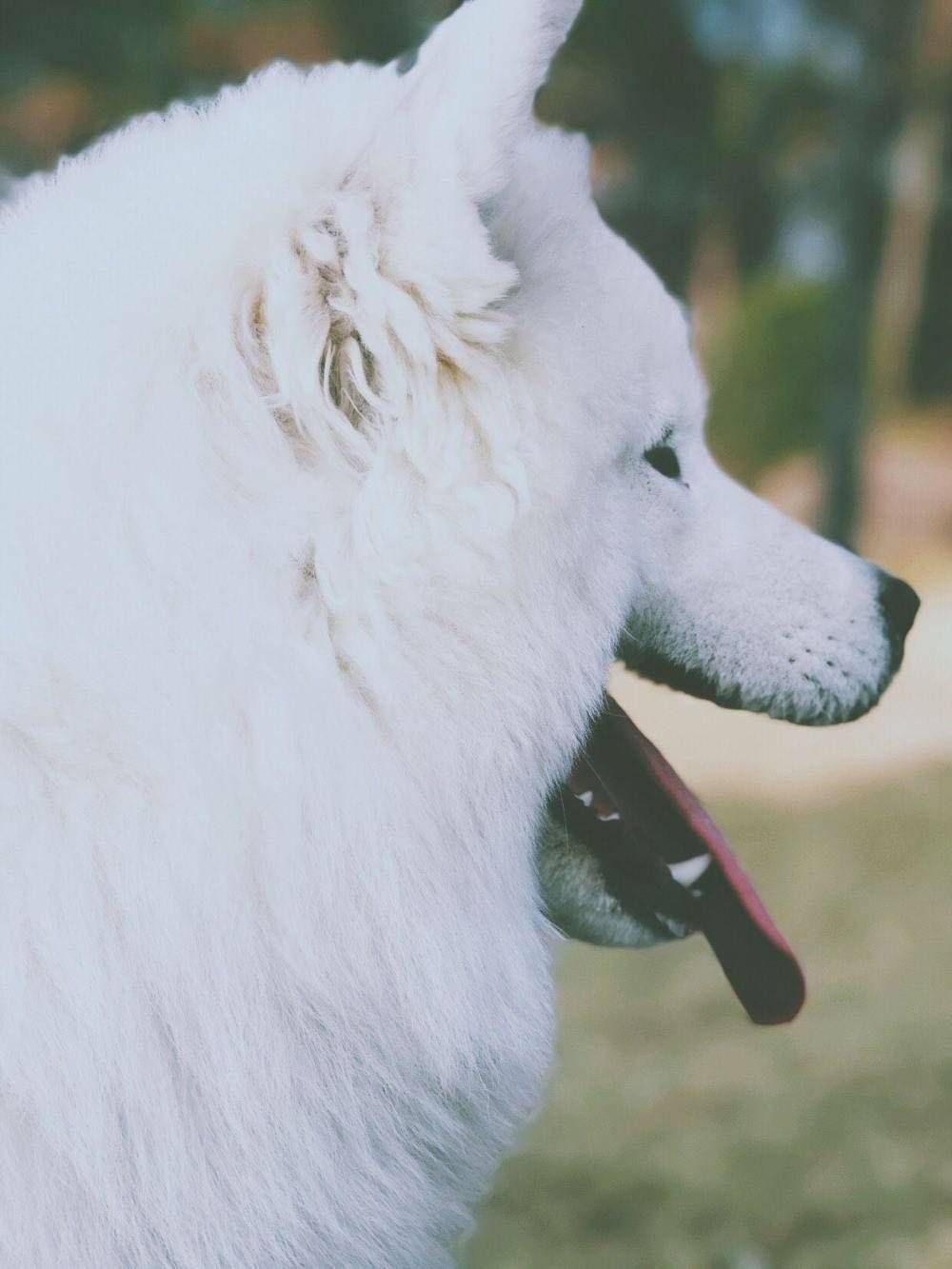 萨摩耶,美不美看图 你们的小可爱来了