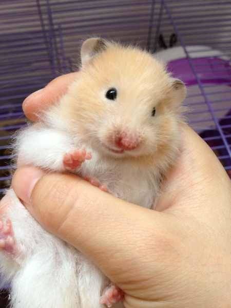 金丝熊生活日记