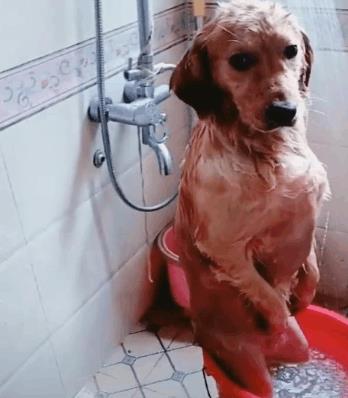 金毛在外面打滚, 回家之后满身沙子, 还主动要求洗澡