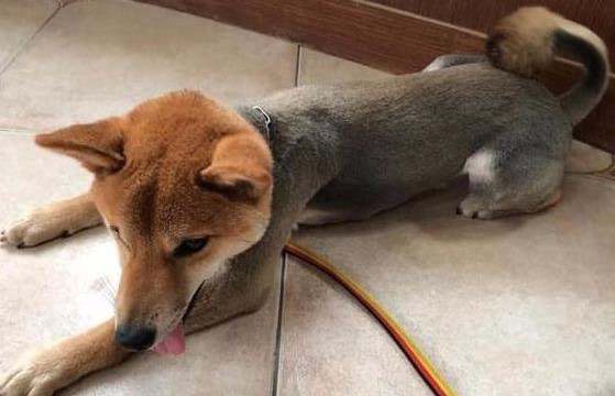 狗狗夏天可以剃毛吗?