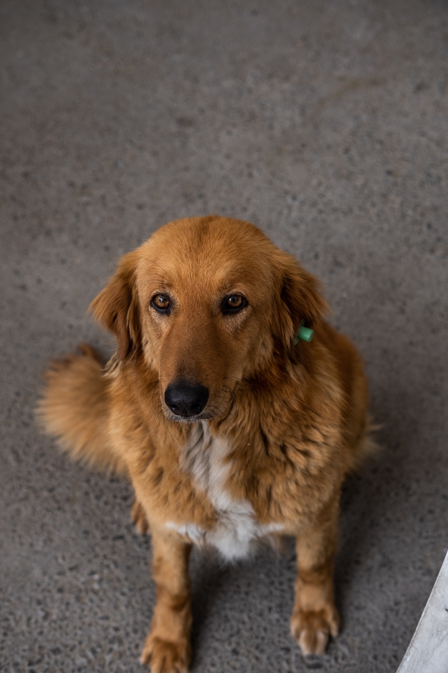 黄金金毛猎犬狗狗图片