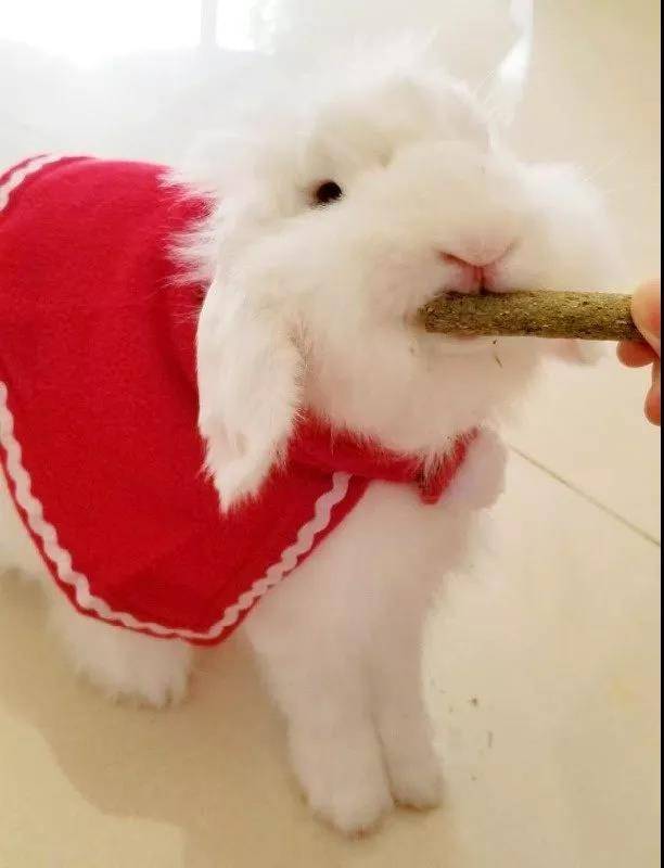海棠兔祝大家圣诞节快乐