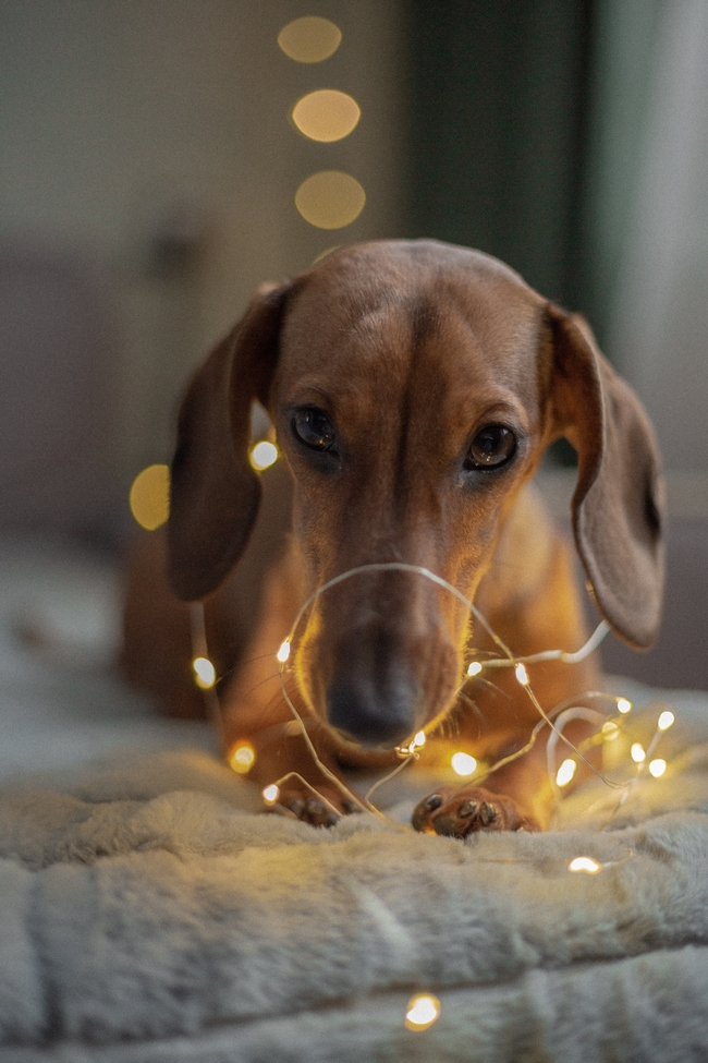 床上可爱萌犬写真摄影图片