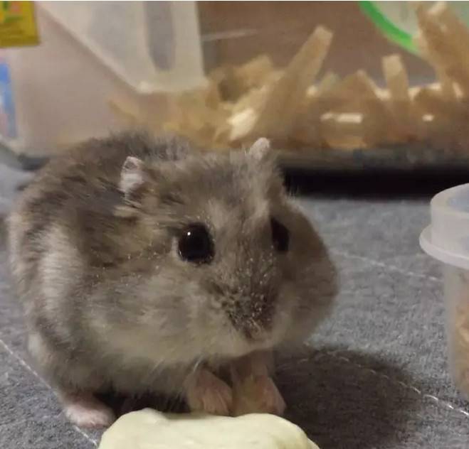 活捉一只偷零食的仓鼠