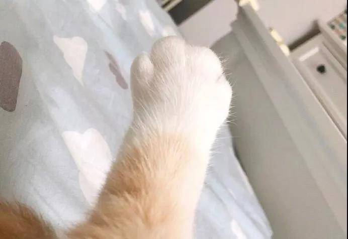 毛茸茸暖暖的猫爪爪，想握的举手！