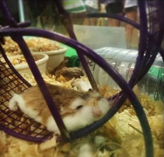 仓鼠跑累了直接睡！小日子美滋滋啊