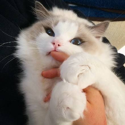 可爱萌宠猫咪图片 卖萌清新的小猫咪头像图片