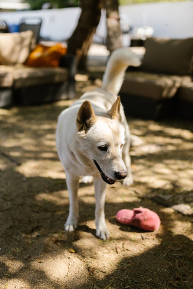 白色中华田园犬图片