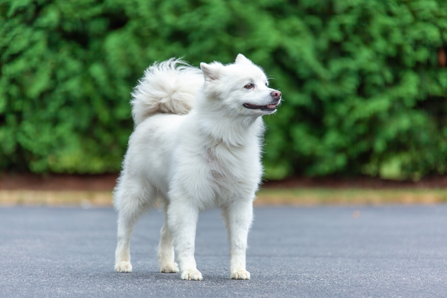 美国爱斯基摩犬图片