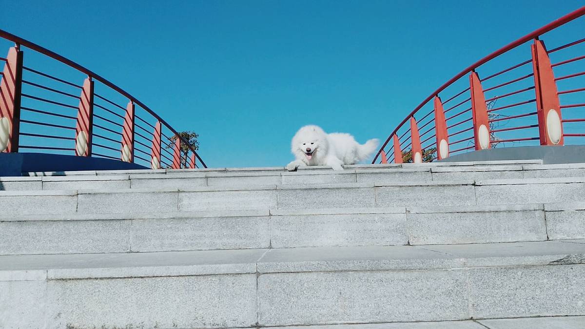 (萨摩耶)主要是赞美蓝天至于狗你们喜欢就好