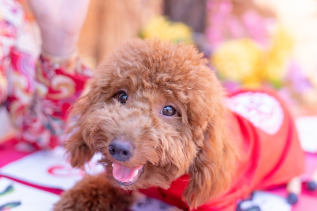 棕色宠物犬图片