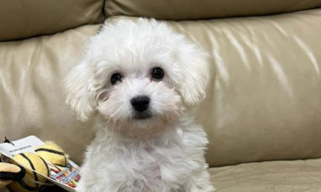 弃养宠物行为多发 如何提高养宠的责任门槛?