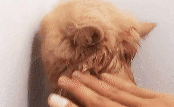 主人帮猫洗澡时不小心把它弄痛,随后它的一个举动,让人瞬间笑喷