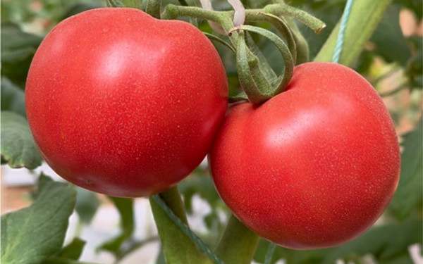 狗狗可以吃西红柿吗?