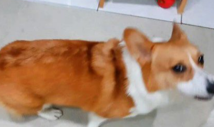 爸爸说要洗澡柯基翻脸大吵 马麻一出动秒答应