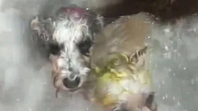 妻子帮狗洗澡却不让人进,男子隔着门缝偷看,随后默默关上了门