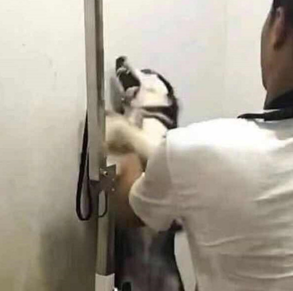 让二哈洗洗澡简直比登天还难，那反映简直令人又窝火又搞笑！