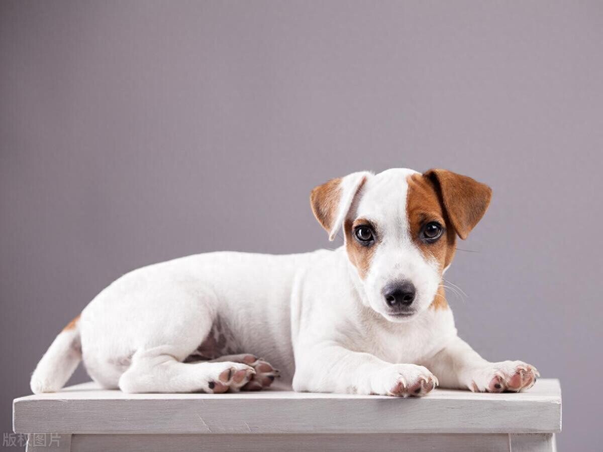 狗狗总是拉肚子是什么原因?以下是处理步骤和建议