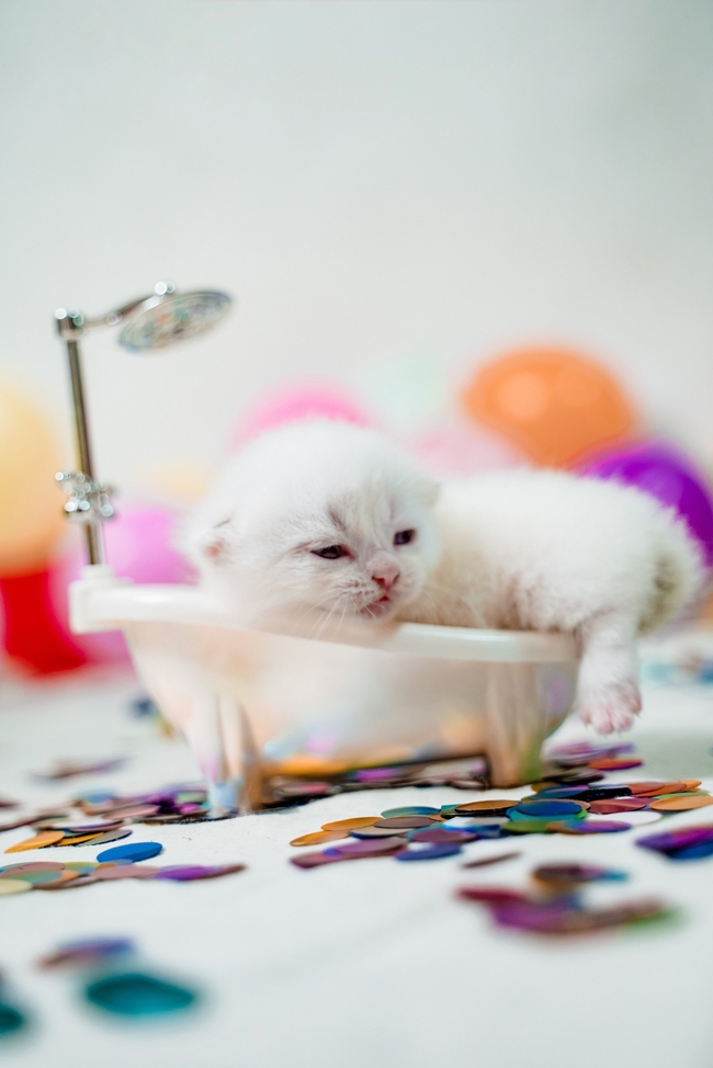 可爱萌宠苏格兰折耳猫图片