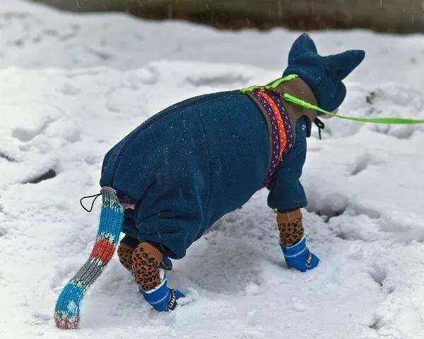 无毛猫的冬天…喵:哎卧槽,为毛要带老子出来…