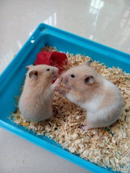 金丝熊生活日记