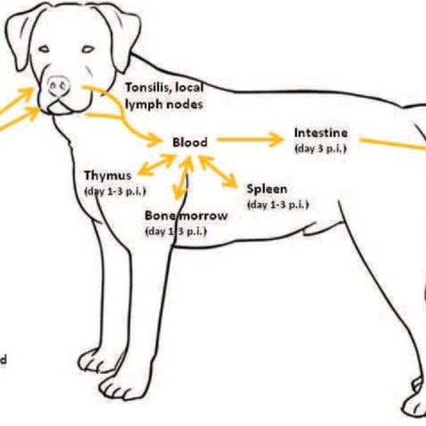 季节性犬细小病毒感染:了解不同阶段感染概率