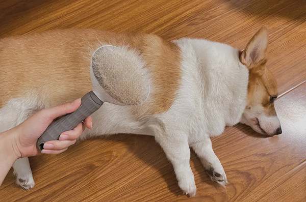 柯基掉毛严重吗?如何解决柯基犬掉毛的问题