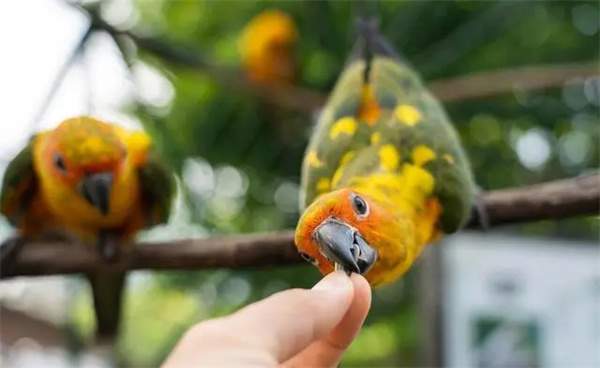 鹦鹉幼鸟饲养要注意些什么?怎么养好一只鹦鹉幼鸟