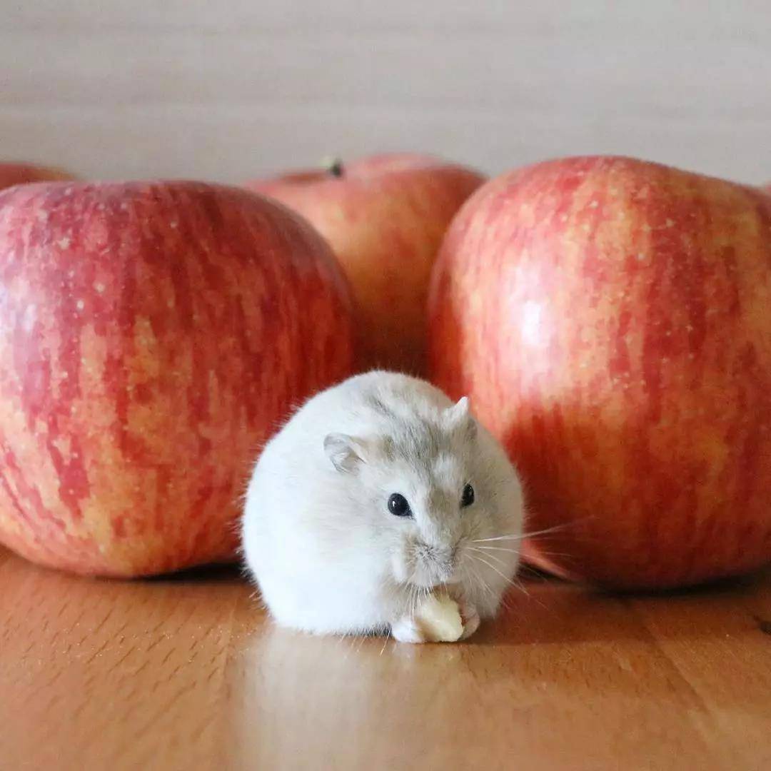 小仓鼠，平时超喜欢吃水果，最爱的就是草莓啦