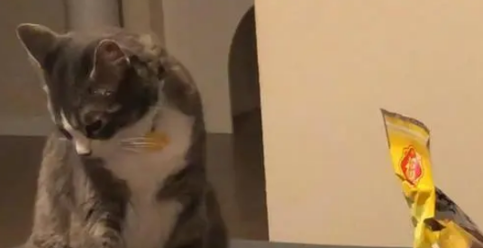 主人吃光零食一口都没给猫咪留,猫咪生气扭过头:本喵不喜欢你了