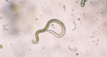 揭穿狗狗心丝虫病的 10 大误区