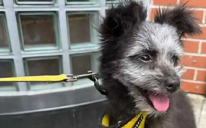 孙俪在菜市场捡了一只狗，起名叫九菜