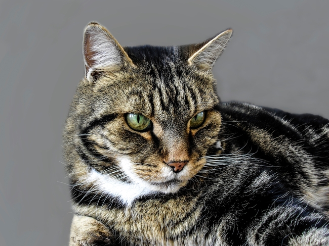 高清狸花猫宠物写真图片