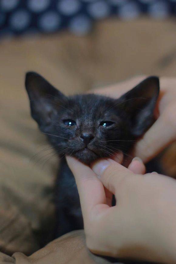 东方猫相比其他猫咪,东方短毛猫有着超大的招风耳,且表情中无时无刻不流露着一丝抑郁与忧伤