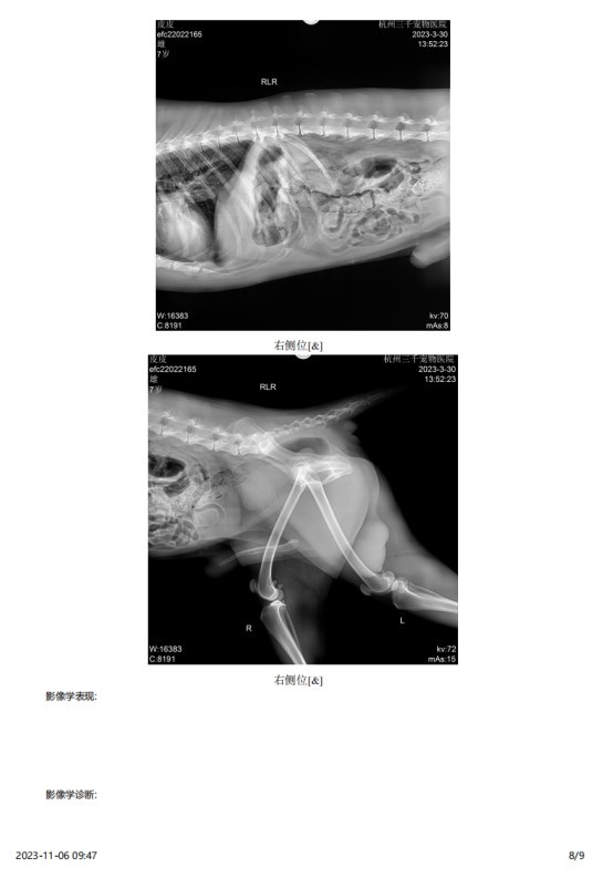 一例犬睾丸肿瘤的诊断与治疗