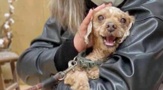 泰迪狗6年没洗澡,毛发邋遢尽是死结,主人却嫌它不爱干净抛弃它