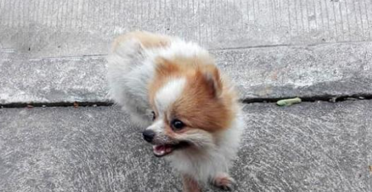 心疼流浪狗挨饿，暖心男孩把零食分享给狗狗，因为它是自己的朋友