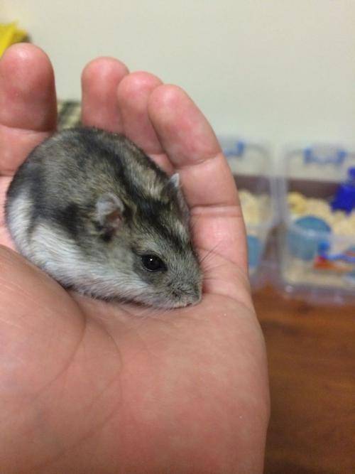 仓鼠是非常好养的小动物