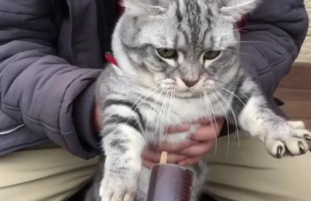 柯基偷吃猫咪的零食,小猫咪嫌弃的眼神让主人都笑了!