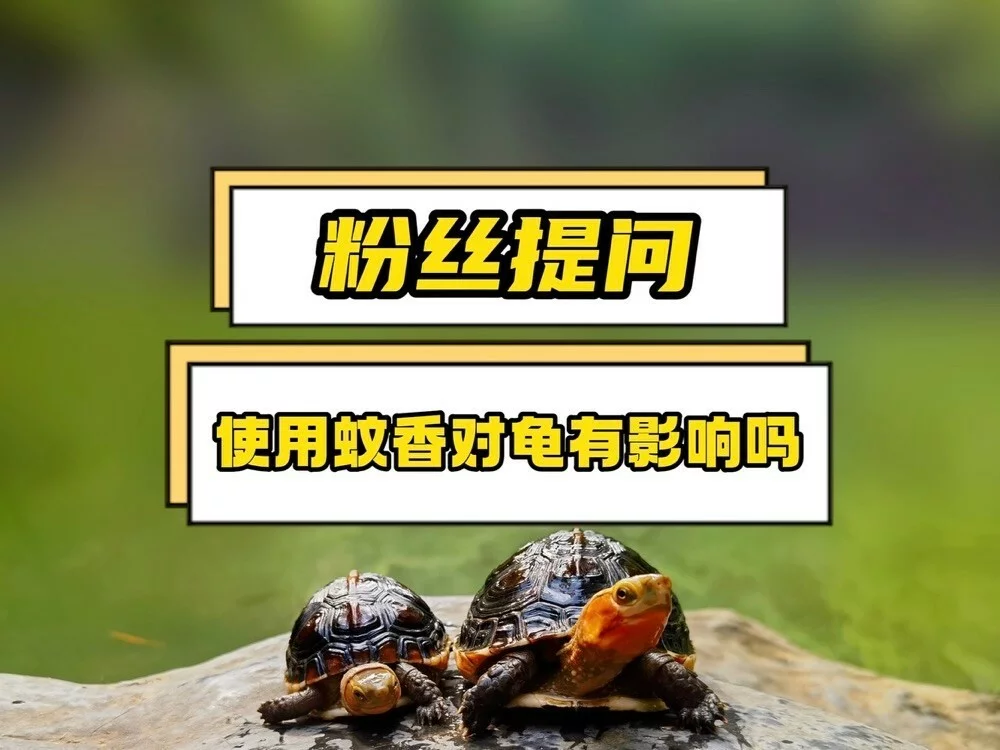 蚊香和杀虫剂对龟影响大吗？本期来做个详细解答