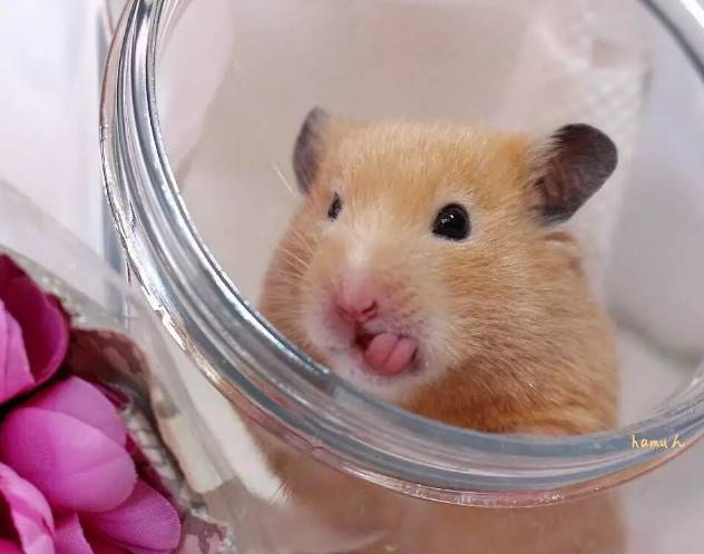 你有什么特长?仓鼠:我舌头特长