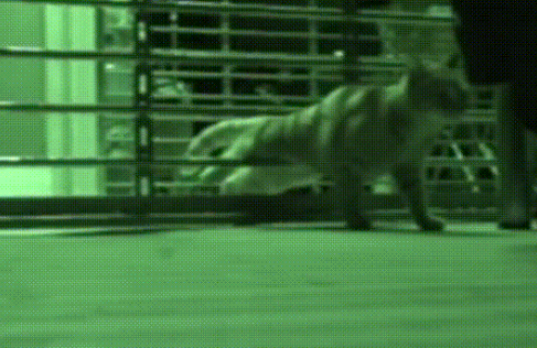 橘猫妈妈夜晚溜进公司,偷吃零食还生下小猫,暖心员工为其找家