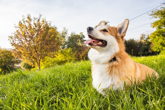 彭布洛克威尔斯柯基犬图片