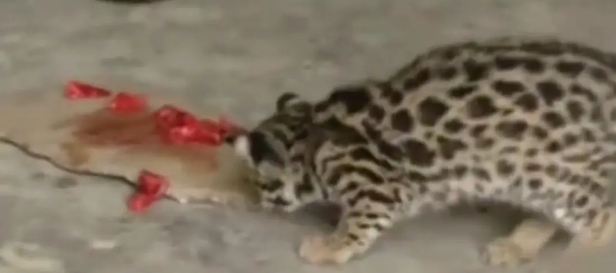 广东老太在山上捡了只小野猫养,养大后人懵了